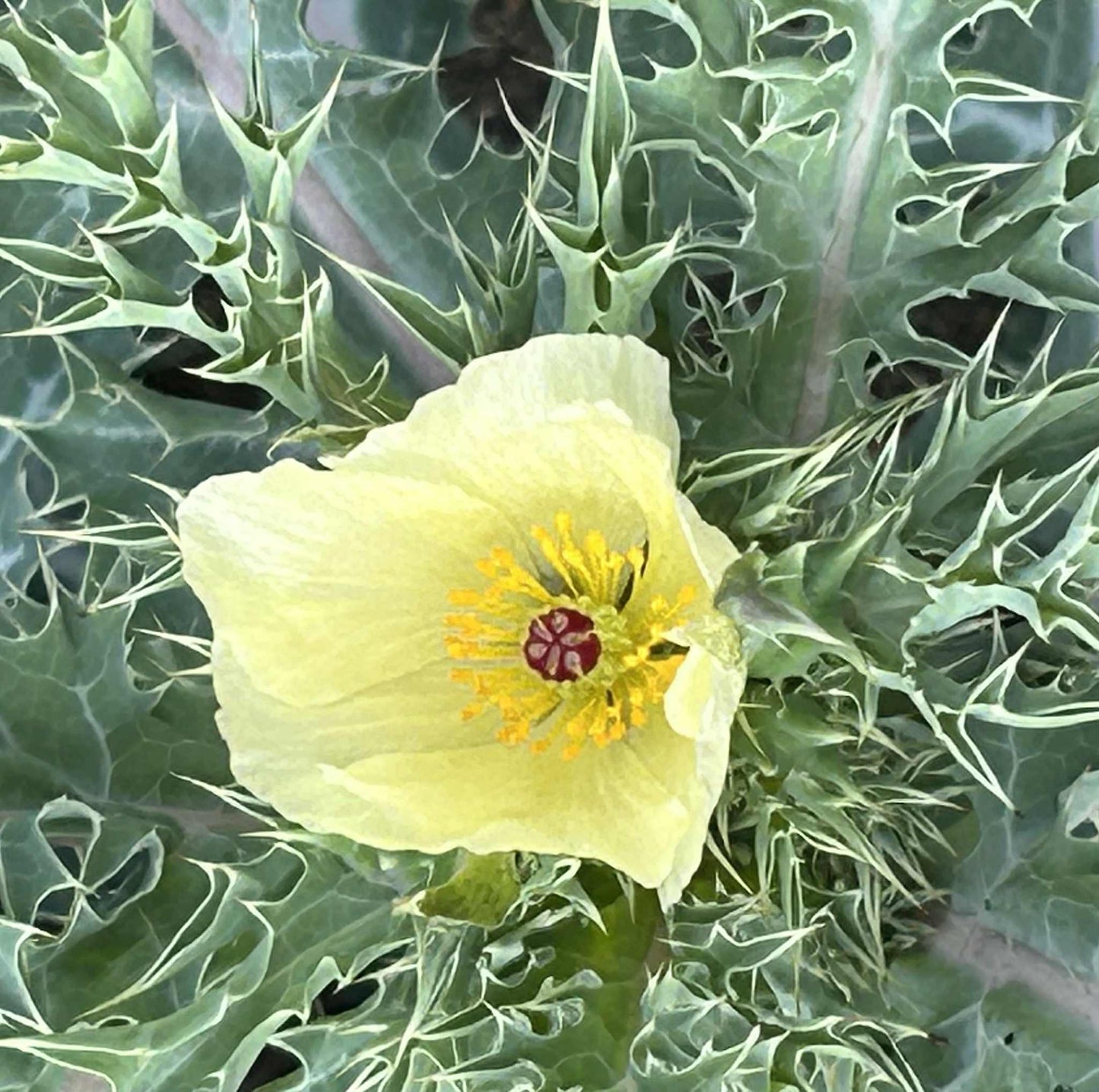 Fleurir parmi les épines