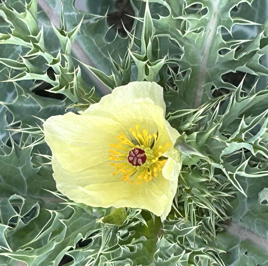 Fleurir parmi les épines